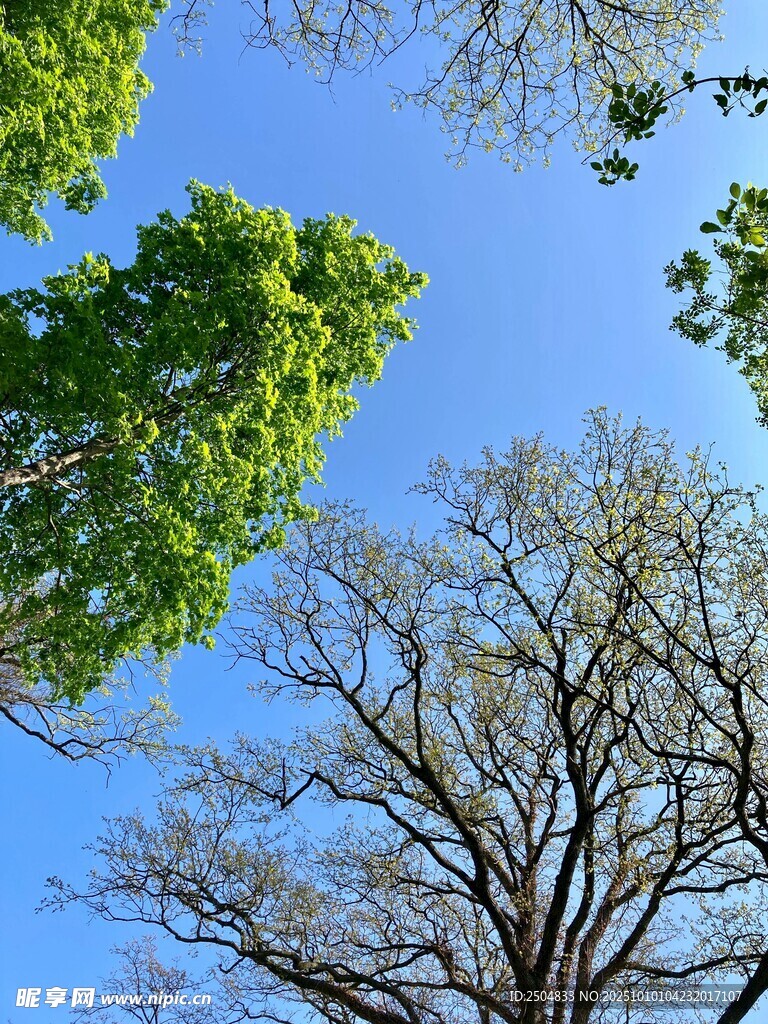 蓝天绿树与光秃老树