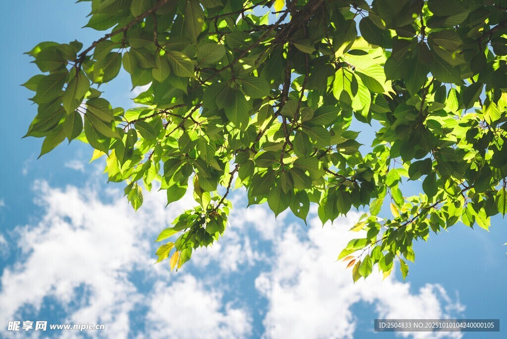 蓝天绿叶间的清新景致