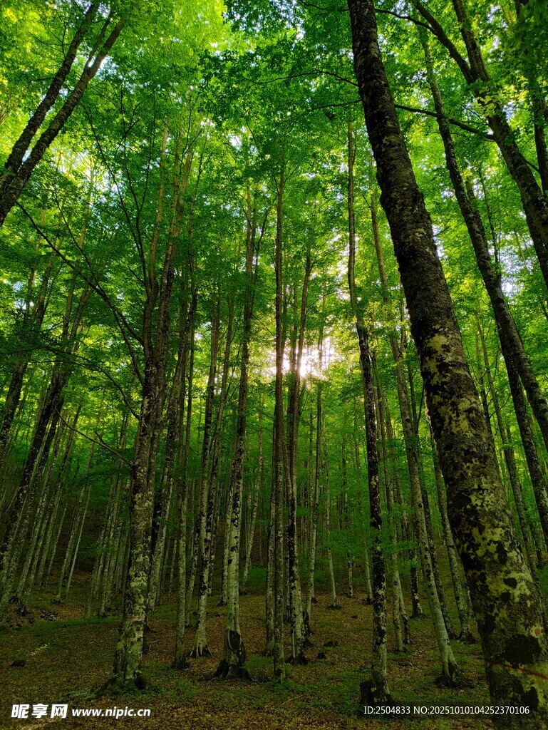 茂密森林绿意盎然