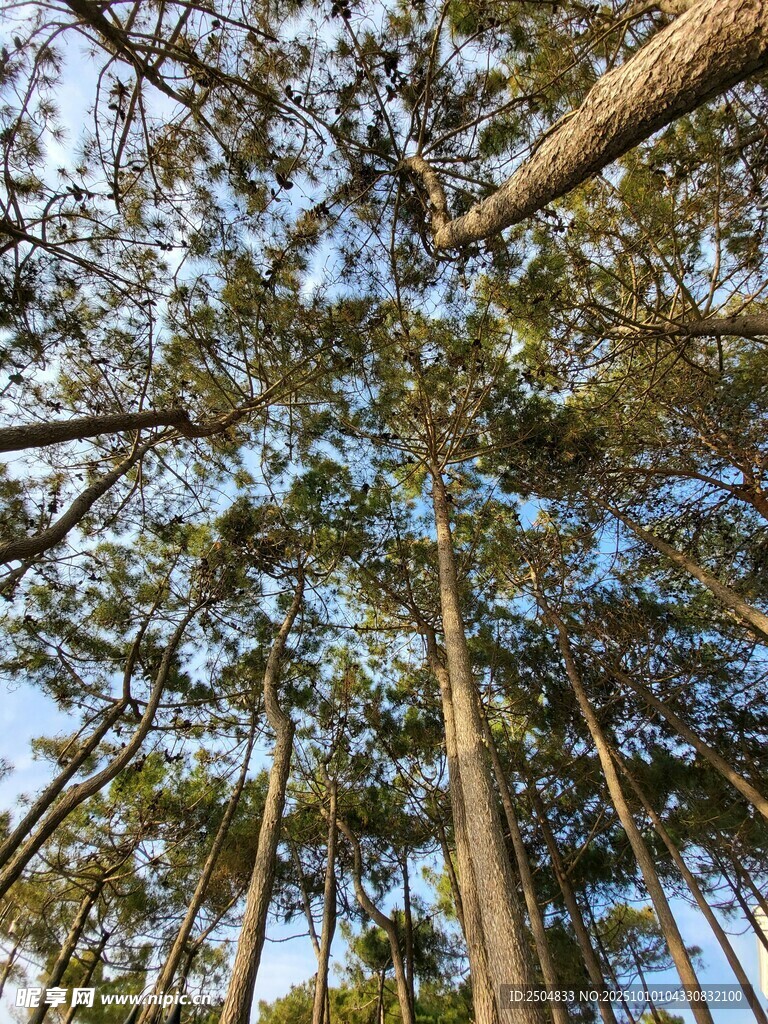 仰视茂密挺拔的松树林