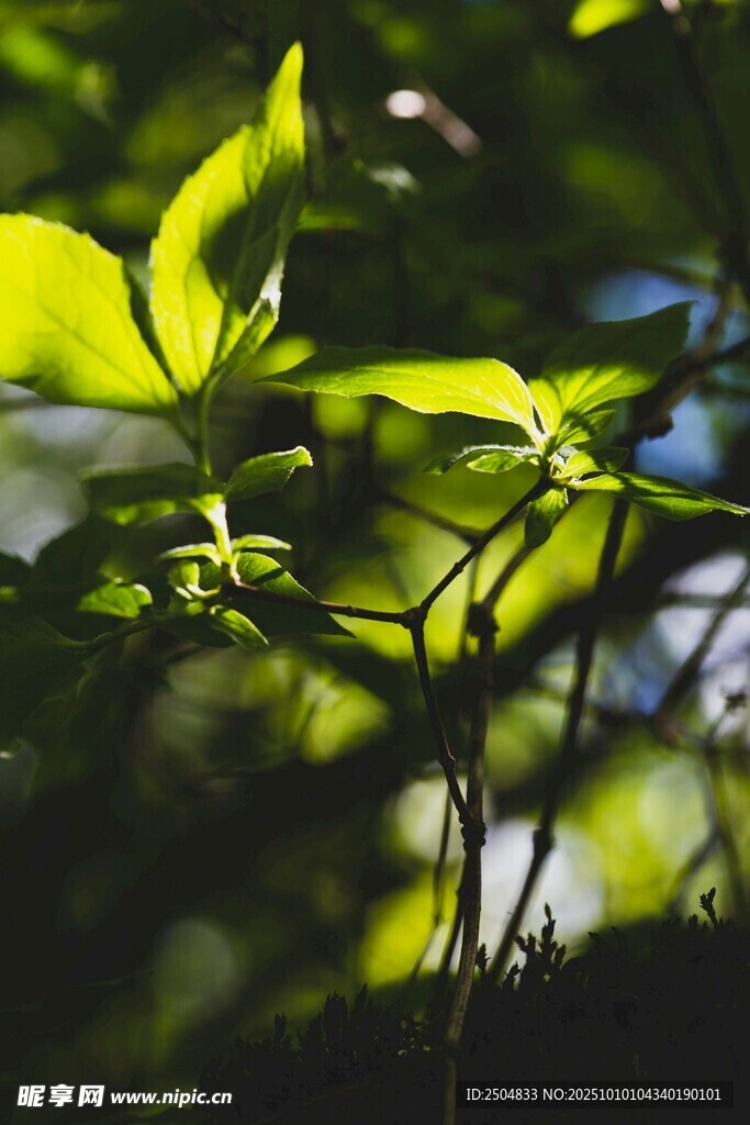 阳光下的嫩绿枝叶