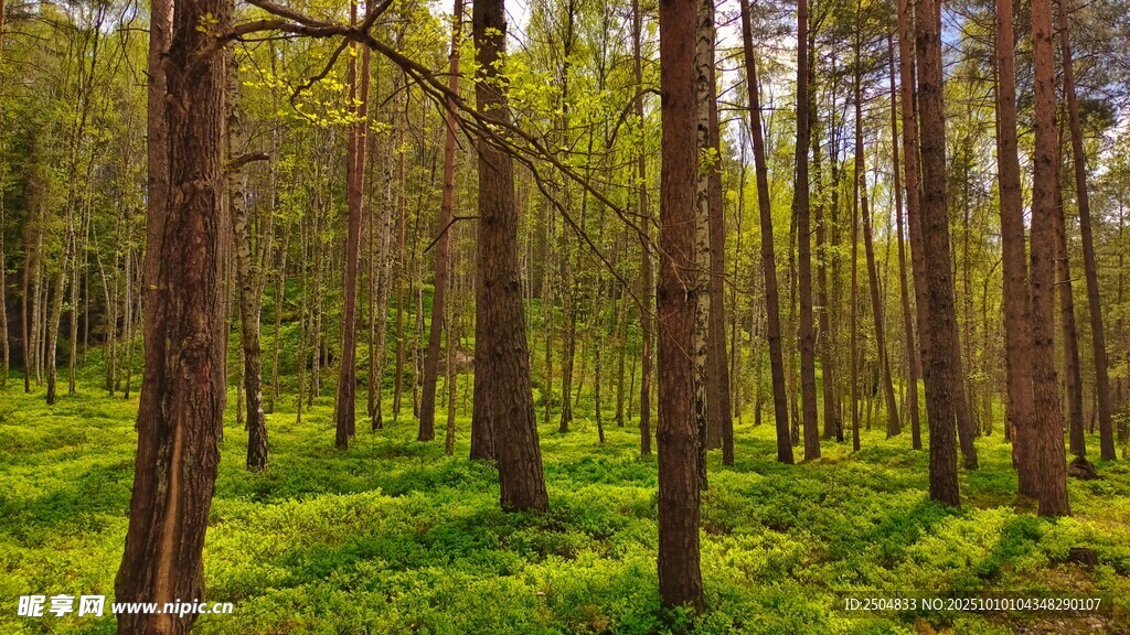 阳光洒落的葱郁森林