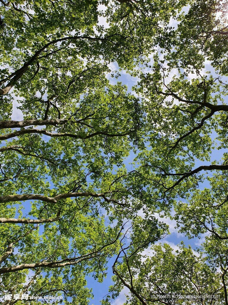 仰观繁茂绿树与蓝天