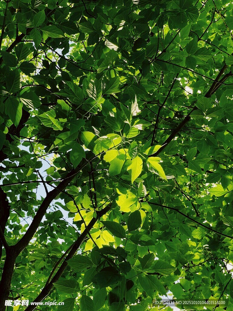 翠绿树叶间的光影美景