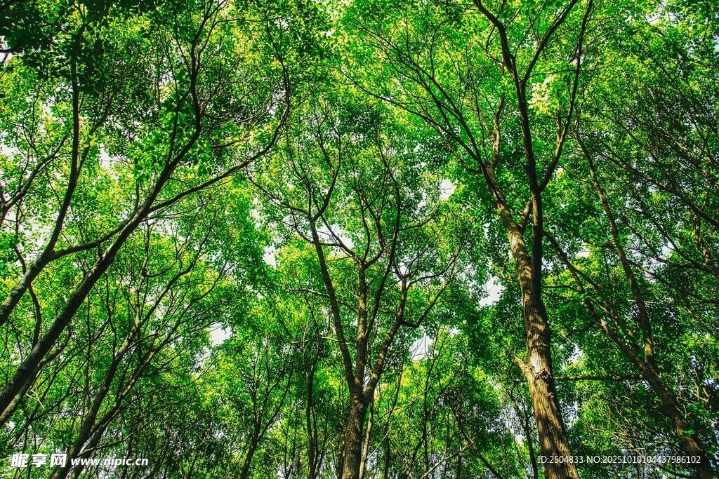 翠绿竹林 自然清新景致