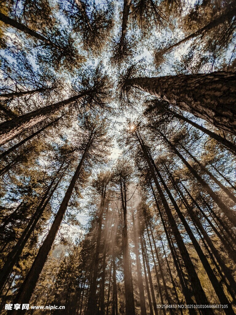 仰视茂密森林的高大树木