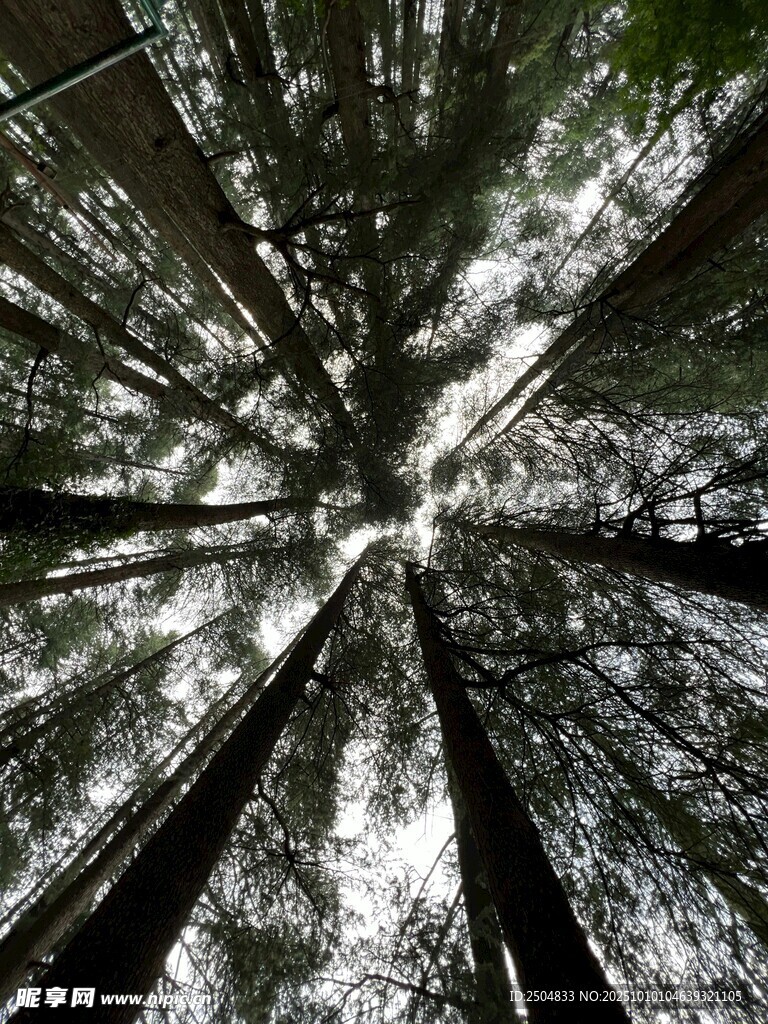 仰视森林中的高大树木