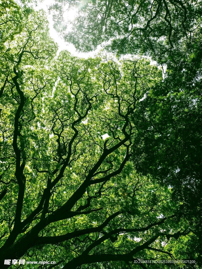 阳光洒落茂密绿荫树冠