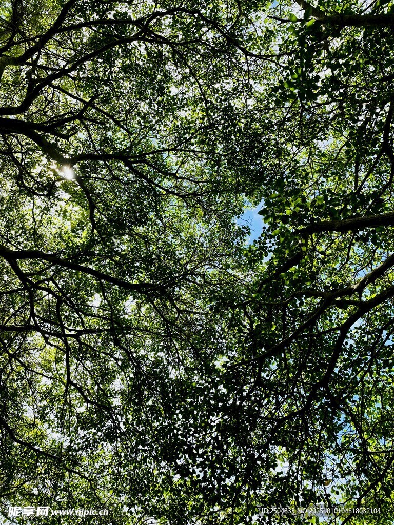 透过枝叶见蓝天