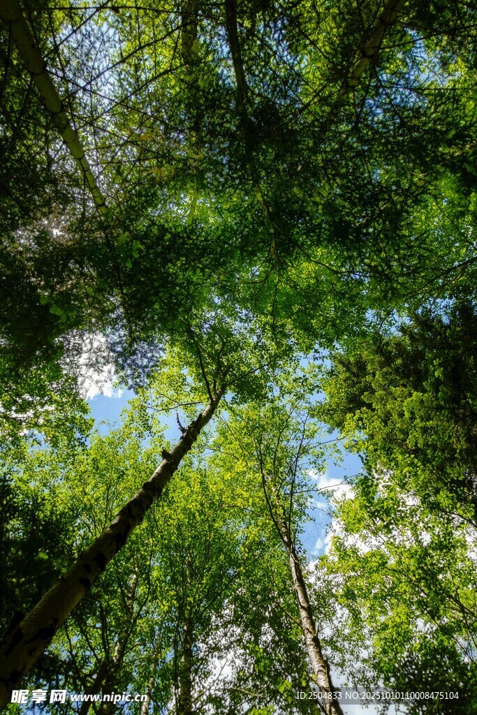 仰视茂密树林的绿色天空