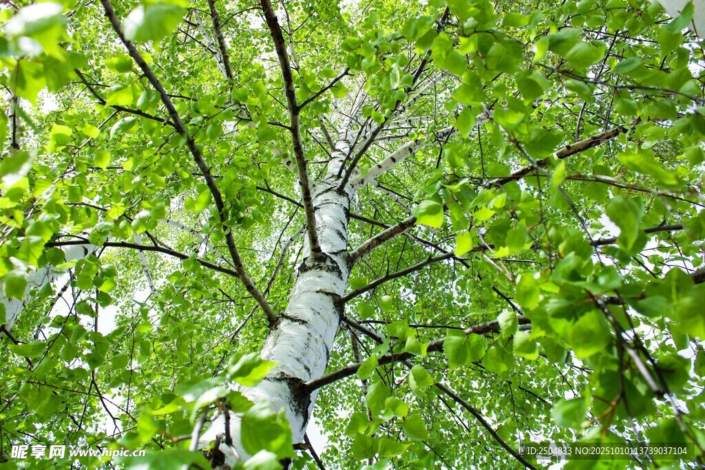 翠绿桦树树枝特写