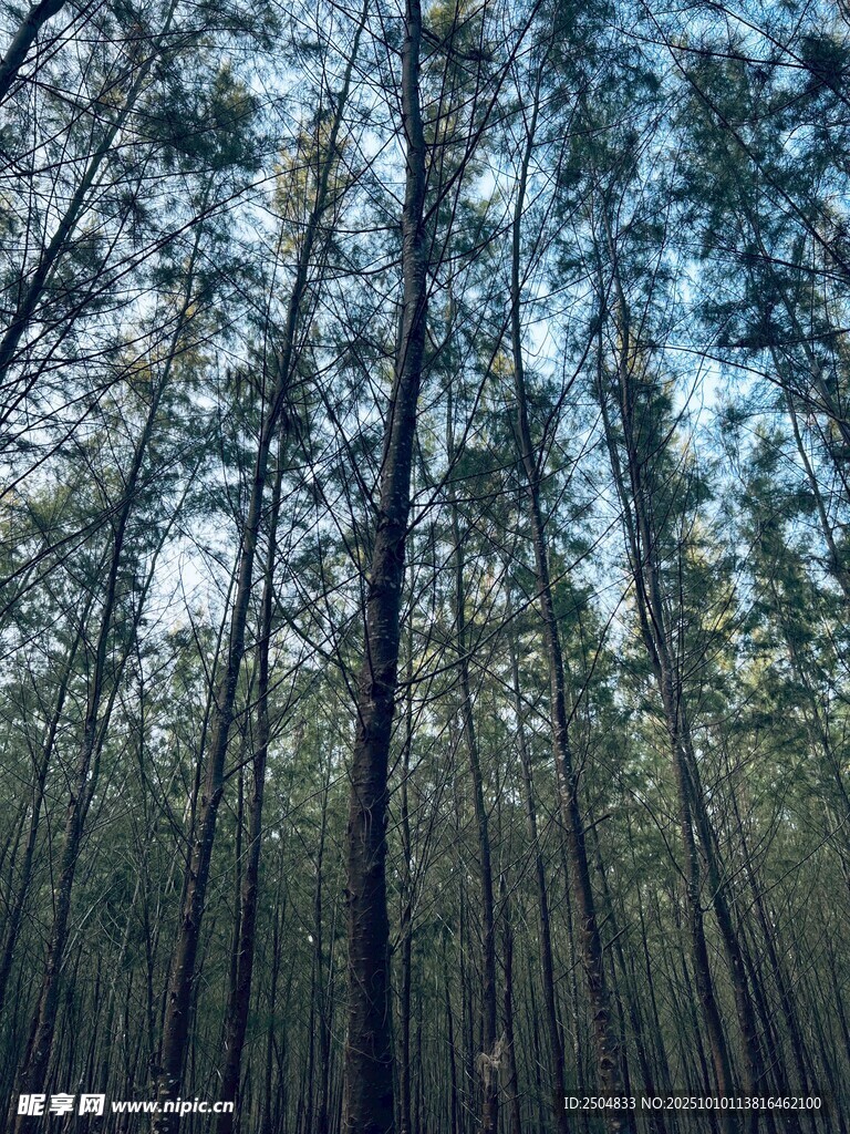 茂密挺拔的林间景象