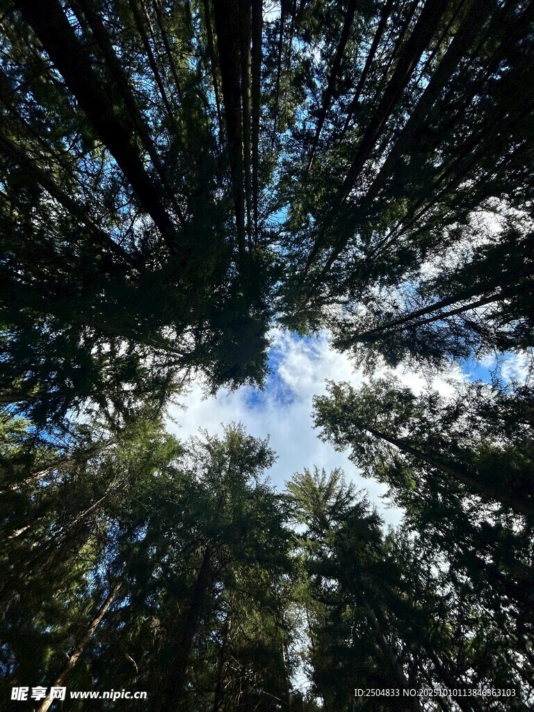 仰望森林树冠的天空景象