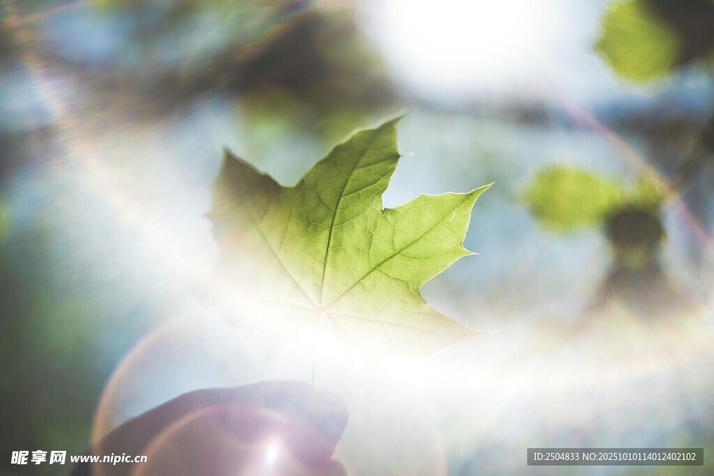 阳光下的嫩绿枫叶