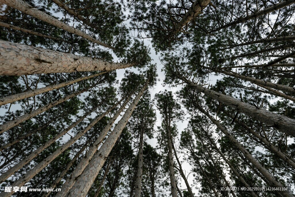 仰视森林中的高大树木
