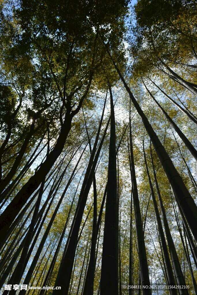 仰视茂密挺拔的林间树木