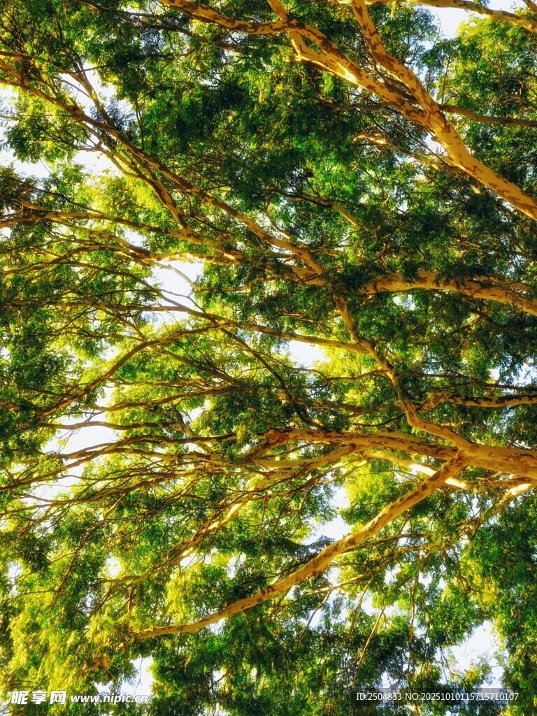 仰视繁茂绿树树冠