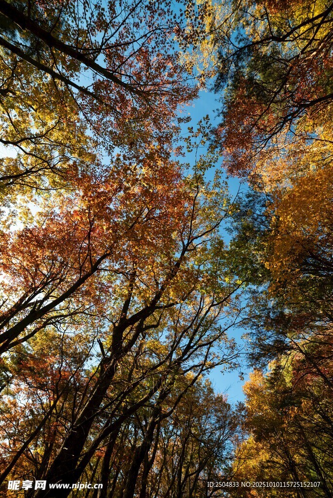秋日林间斑斓树冠美景