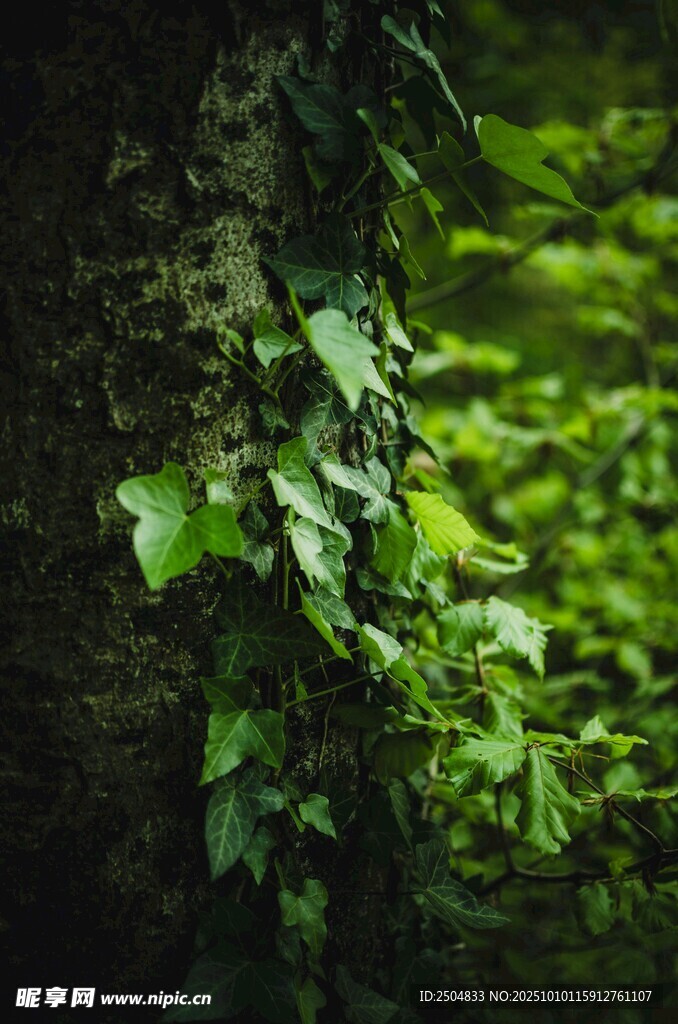 藤蔓缠绕树干的绿意景象