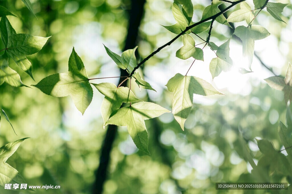 阳光下的翠绿树叶