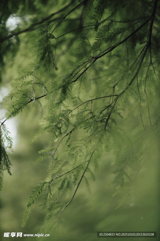 翠绿柳枝低垂的清新景致