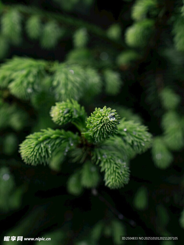 嫩绿松针特写