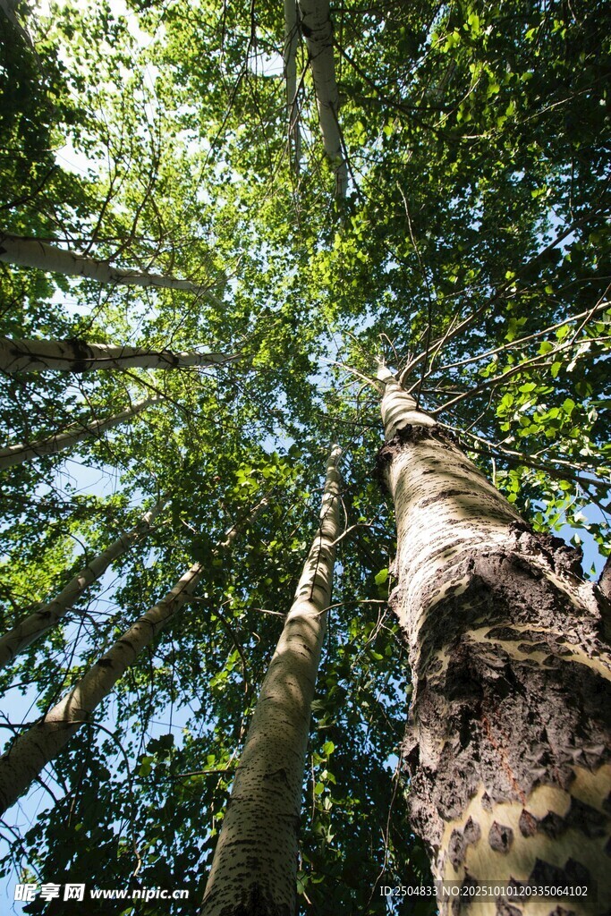 仰视森林中的高大树木