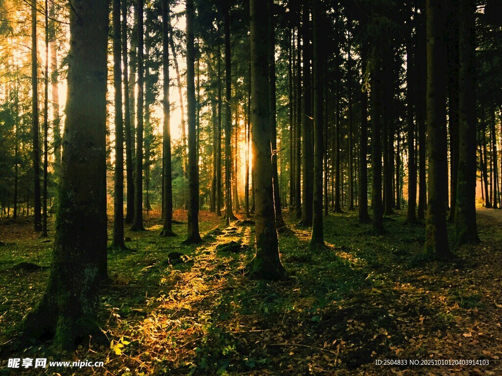 阳光洒落的静谧森林小道