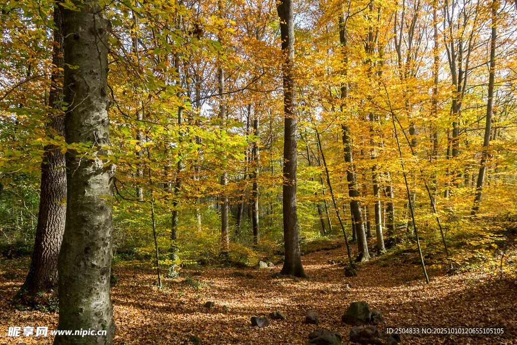 秋日森林美景