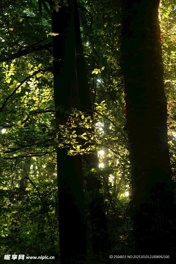 阳光穿透森林绿意盎然