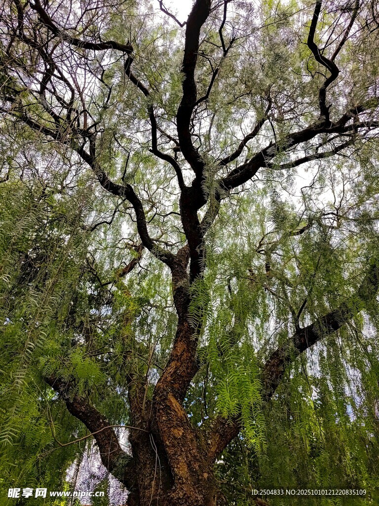 繁茂大树展现盎然生机