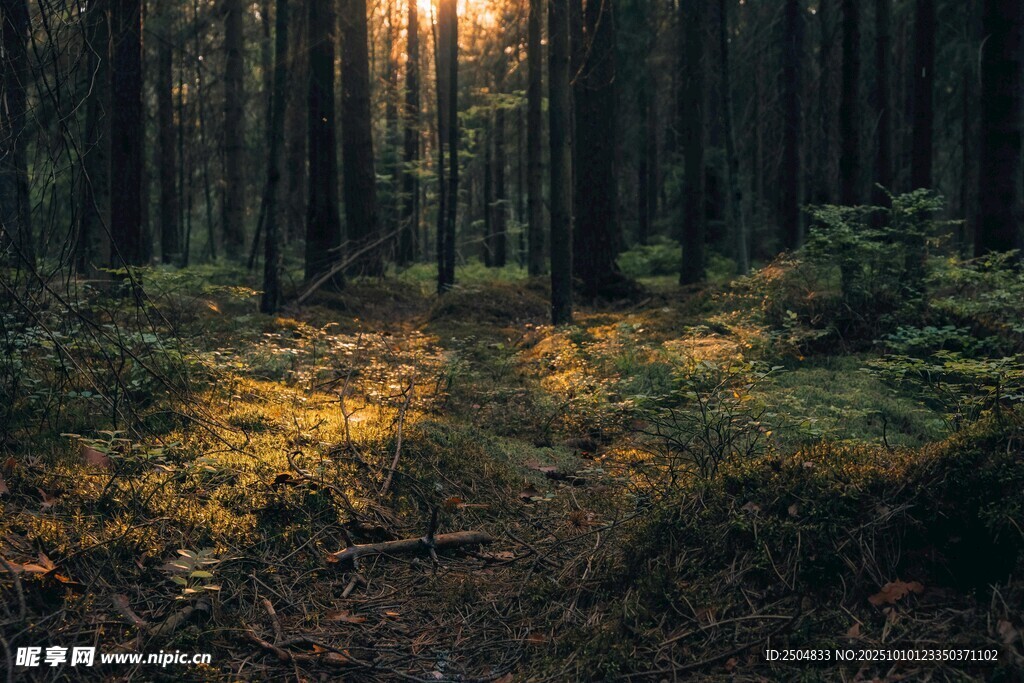 阳光洒落的静谧森林小径