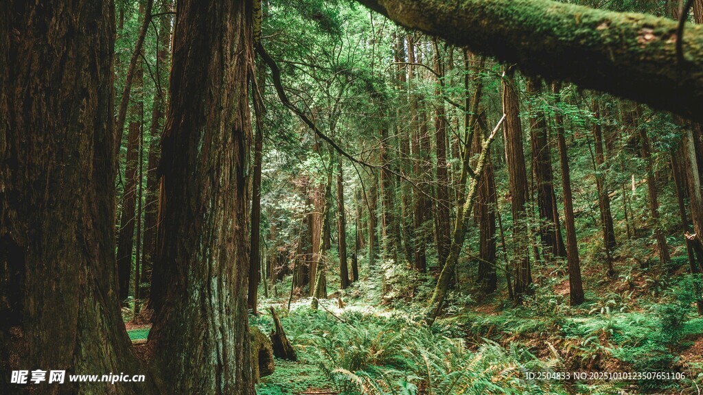 静谧森林中的自然景象