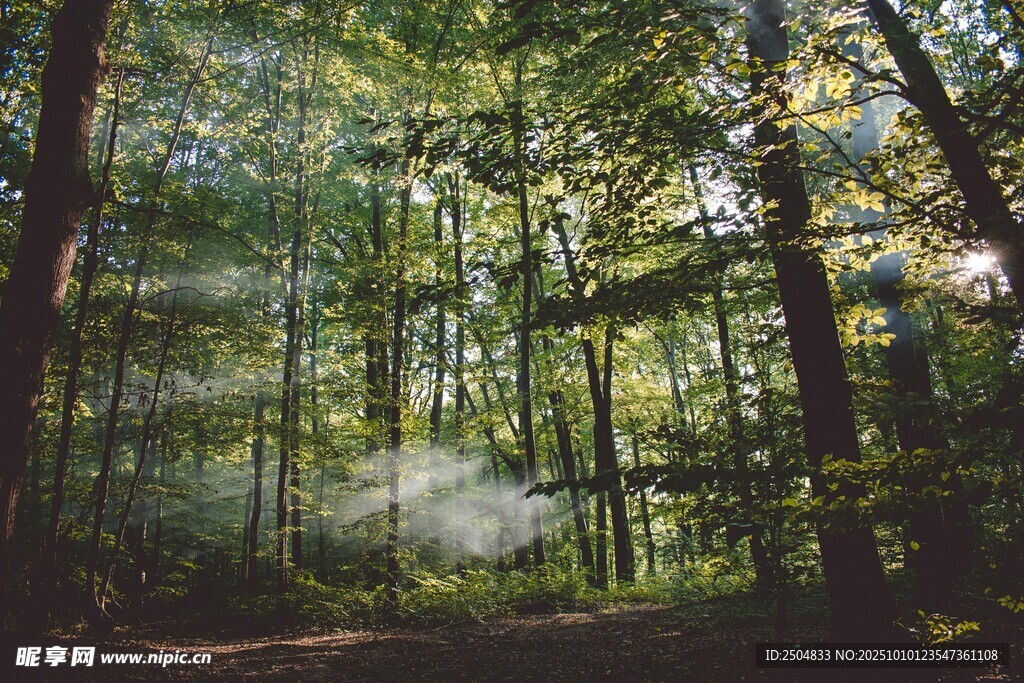 林间晨雾弥漫的静谧森林