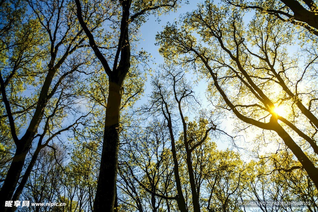 阳光穿透树林的美丽景象