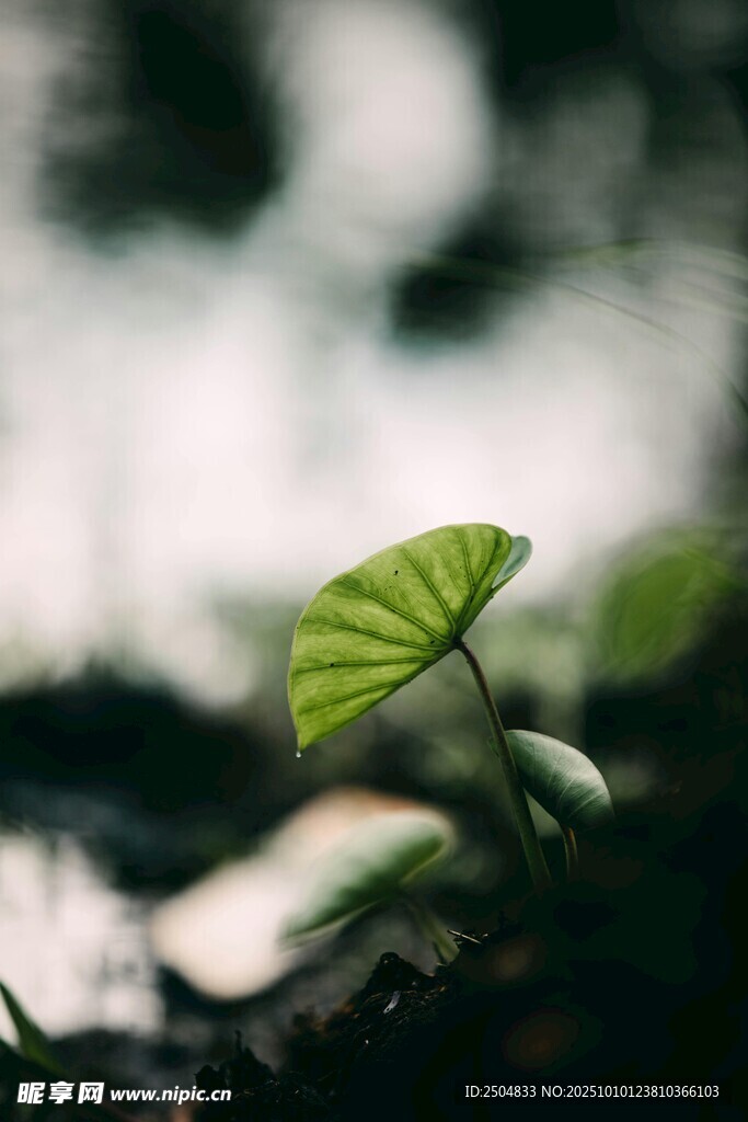 新生绿叶破土而出