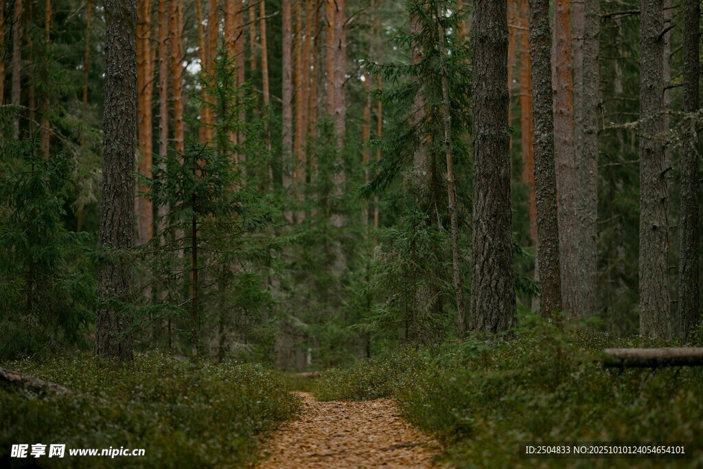 林间小径 静谧森林之景