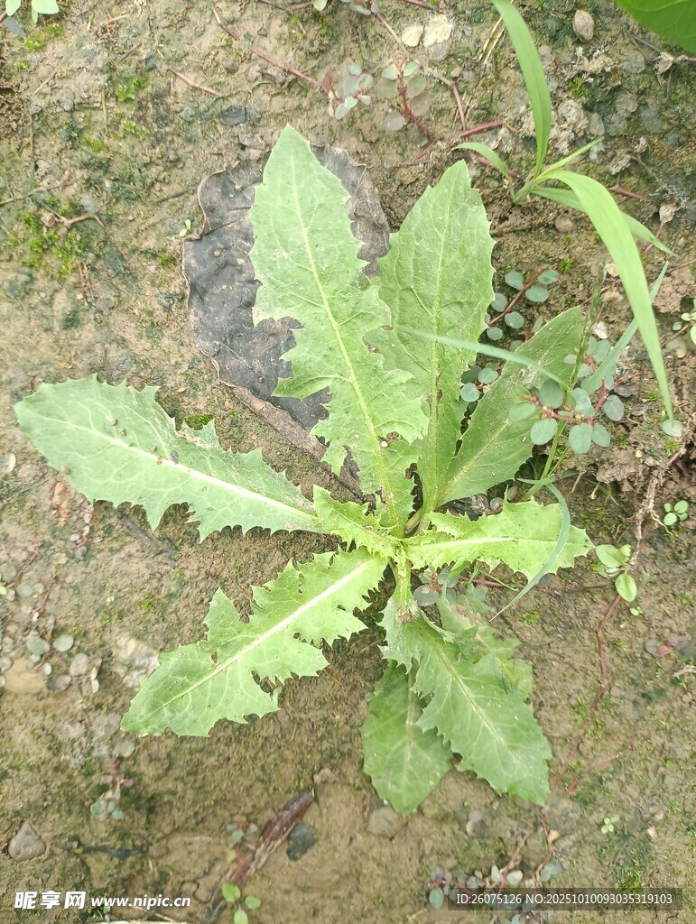 地面上的绿色多刺植物