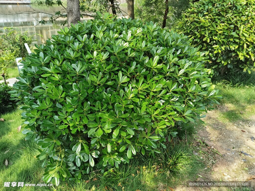 茂盛绿植灌木景观