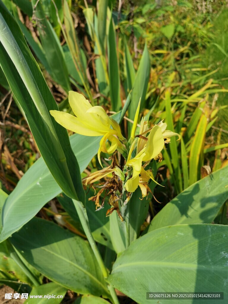 黄色美人蕉绽放绿叶间