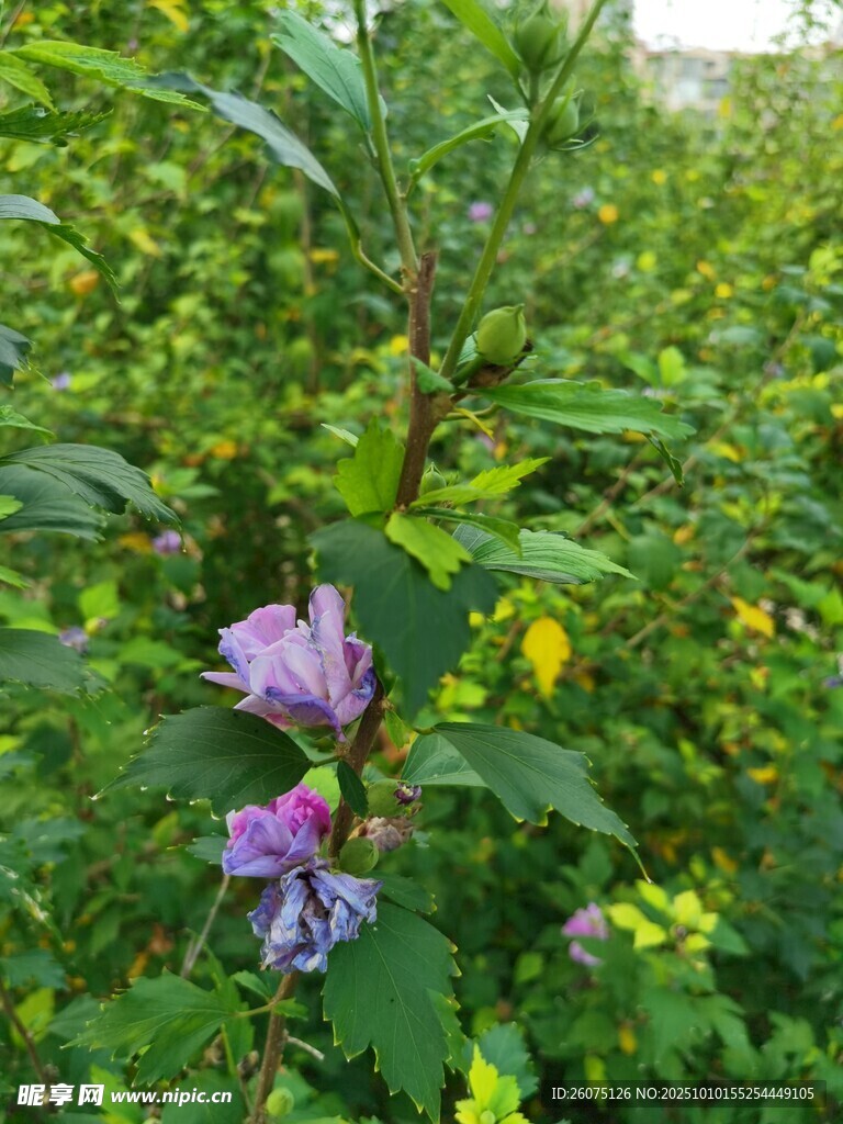 紫色花卉生长于绿植间