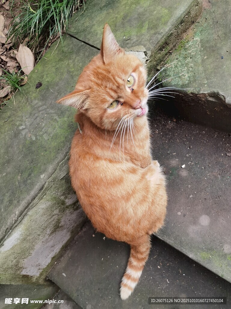 橘猫坐于木台阶上