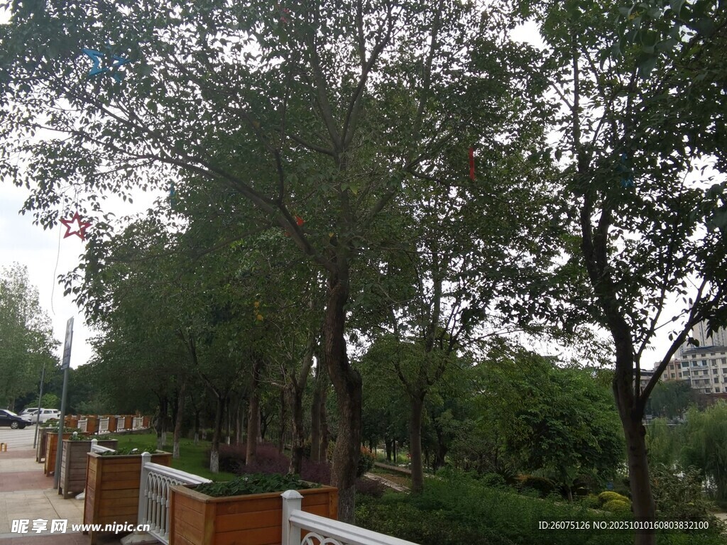 林荫小道旁的绿植景观