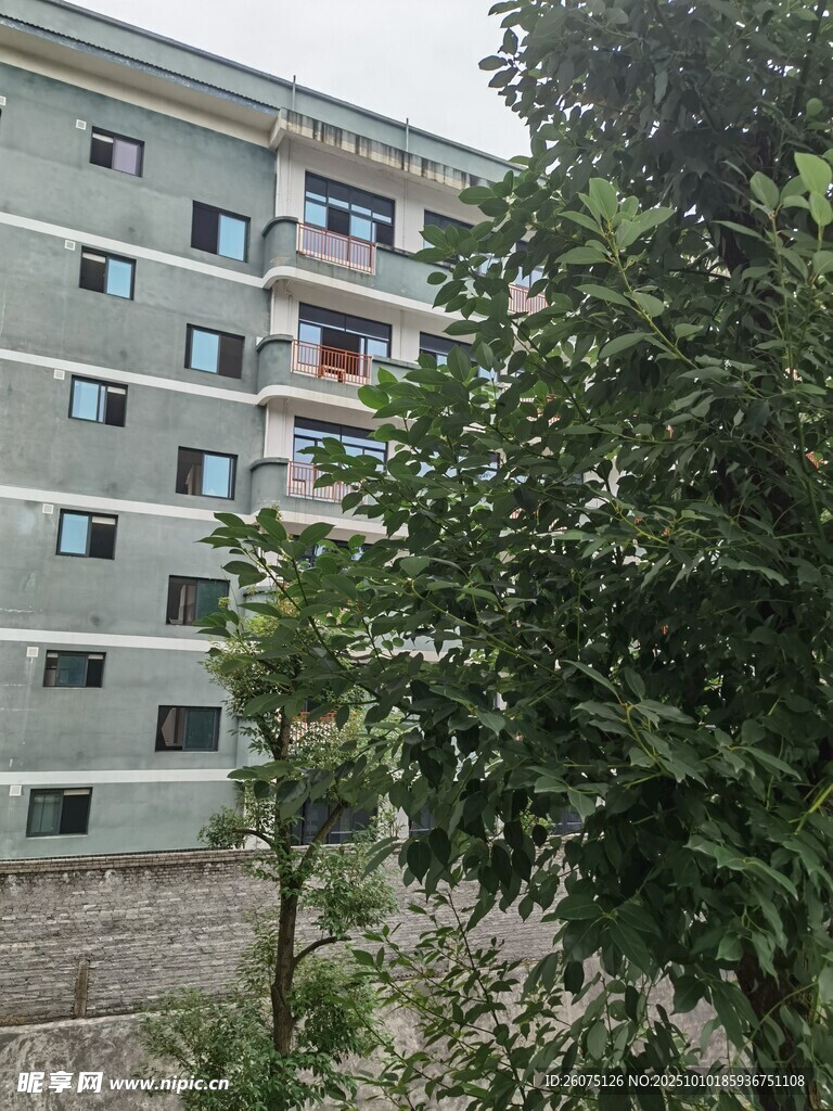 住宅楼旁绿意盎然的树木