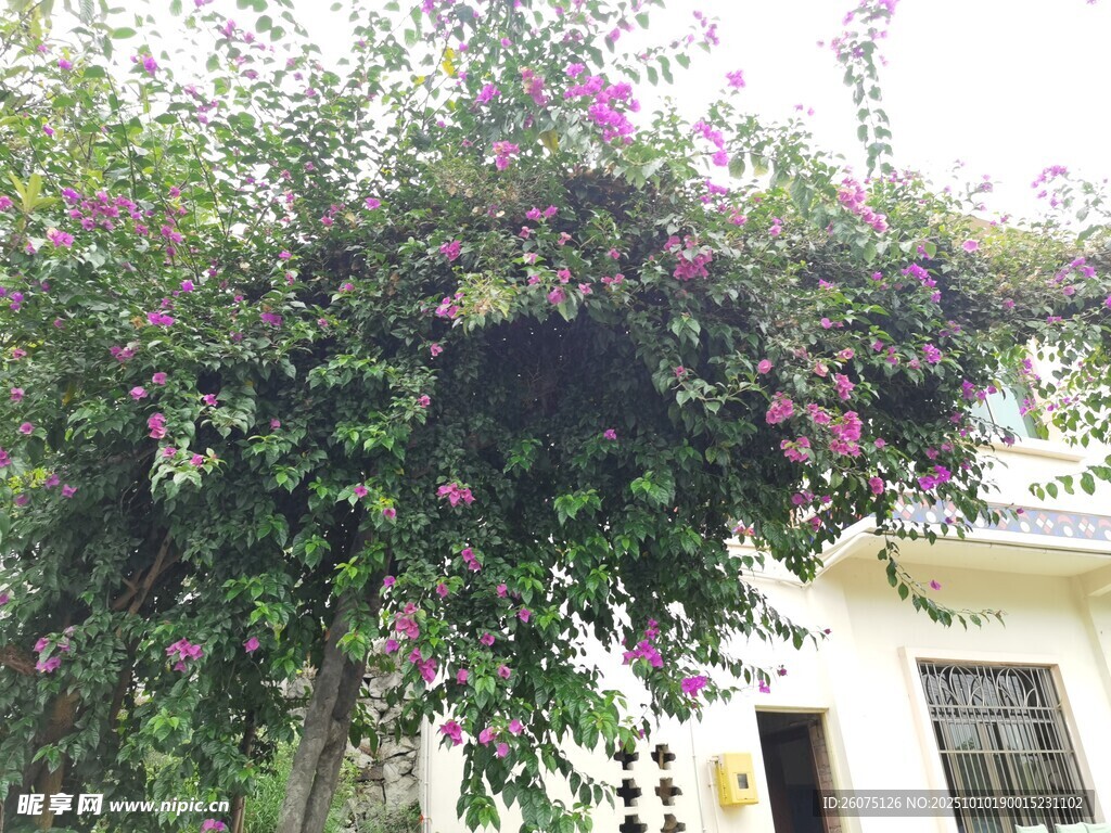 庭院中繁茂开花的攀援植物