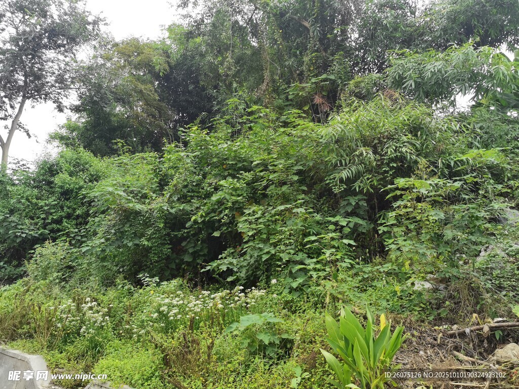 郁郁葱葱的山林景象