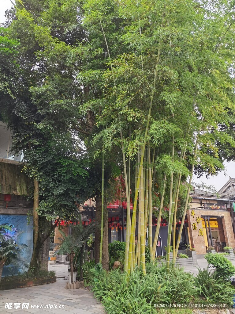 竹林环绕的古朴庭院