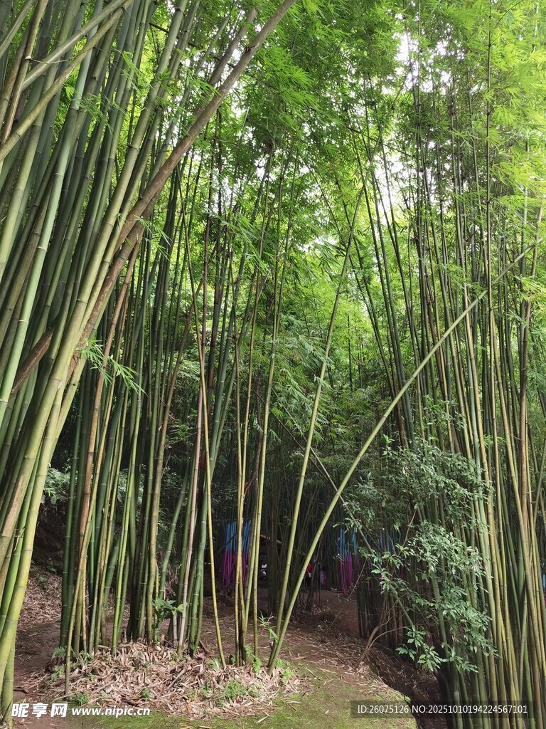 翠绿竹林清幽自然之景