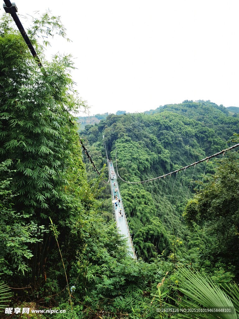 山间玻璃桥隐于葱郁植被