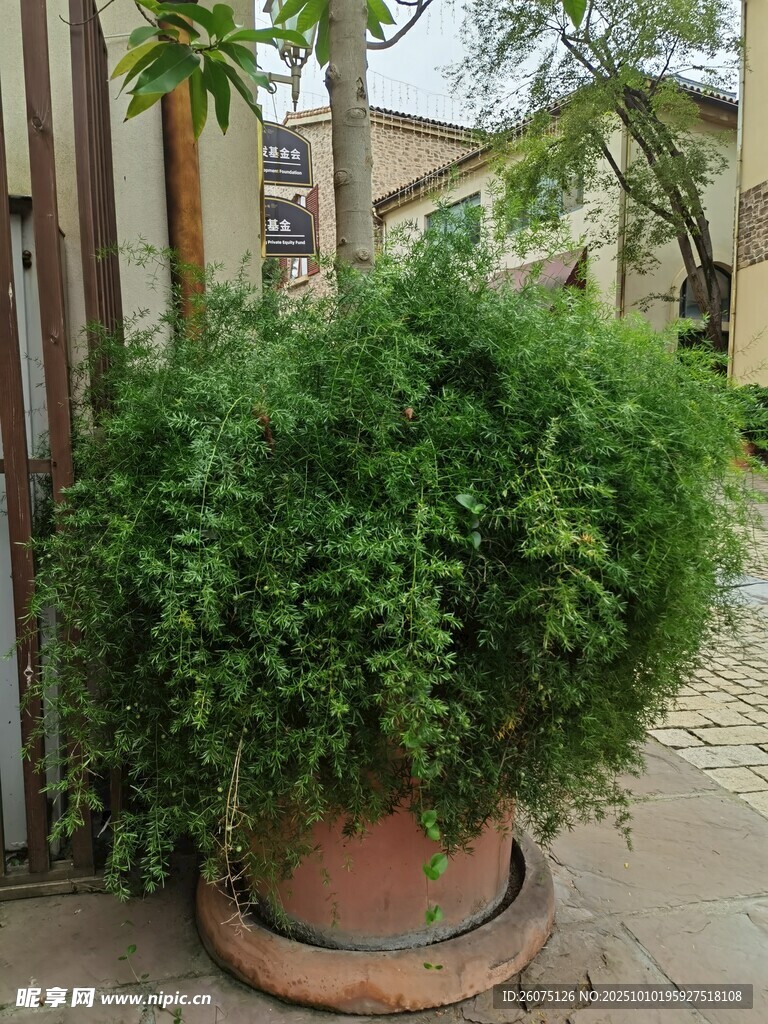 陶盆中的繁茂绿植